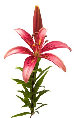 Güzel pembe zambak çiçeği 