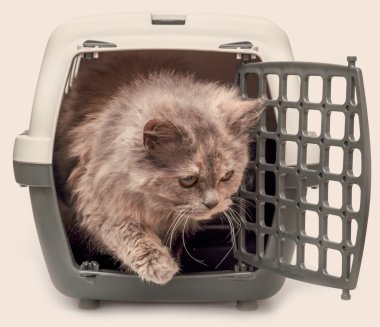 küçük yavru kedi hücrelerle görünüyor 