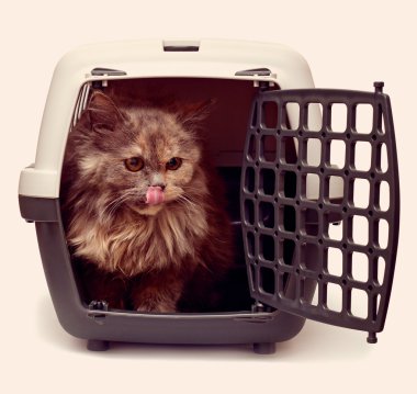 küçük yavru kedi hücrelerle görünüyor 