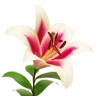 Güzel pembe zambak çiçeği 