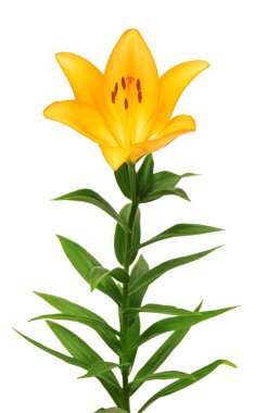 Güzel lily çiçek sarı 