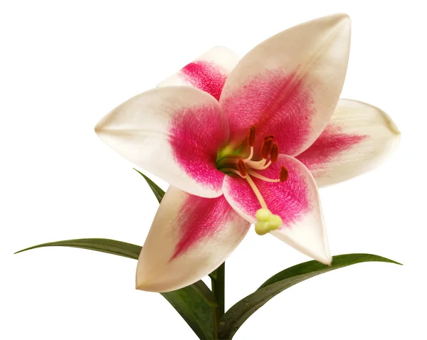 Pink tubular lily — Stock Photo, Image