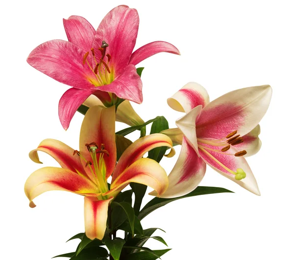 Bouquet of lily flowers — Stock Photo, Image