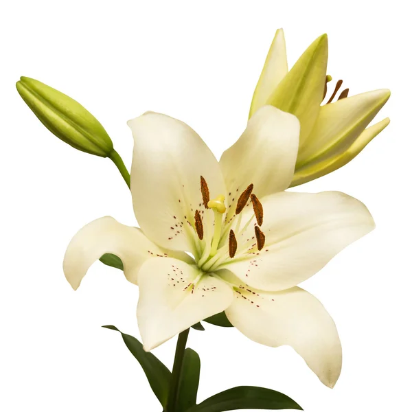 Schöne weiße Lilie — Stockfoto
