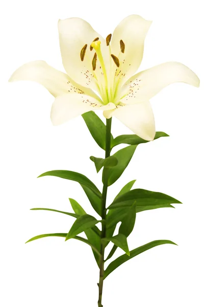 Beautiful white lily — Stock Photo, Image