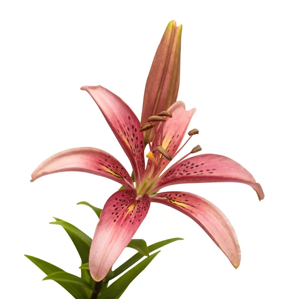 Beautiful pink lily flower — Stock Photo, Image