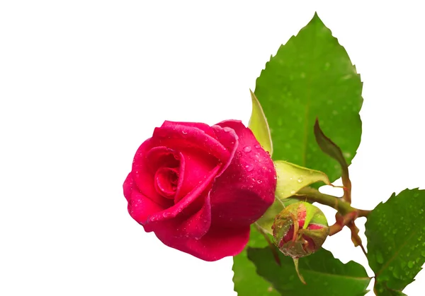 Bella rosa isolata — Foto Stock