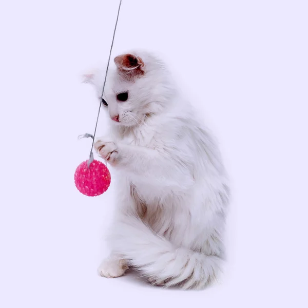 Bílé kotě hraje tlapa míč — Stock fotografie