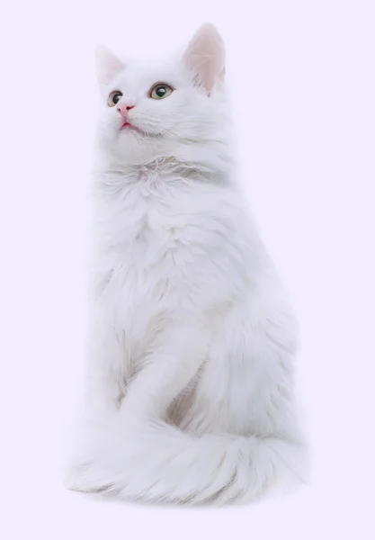 Gato blanco aislado — Foto de Stock