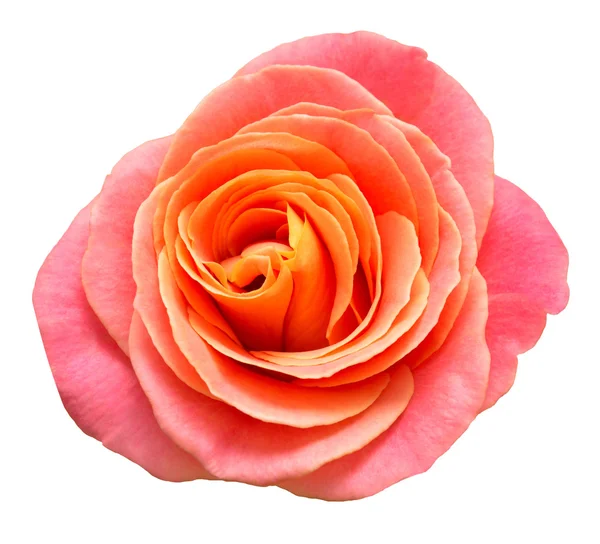 分離された美しいバラ — ストック写真
