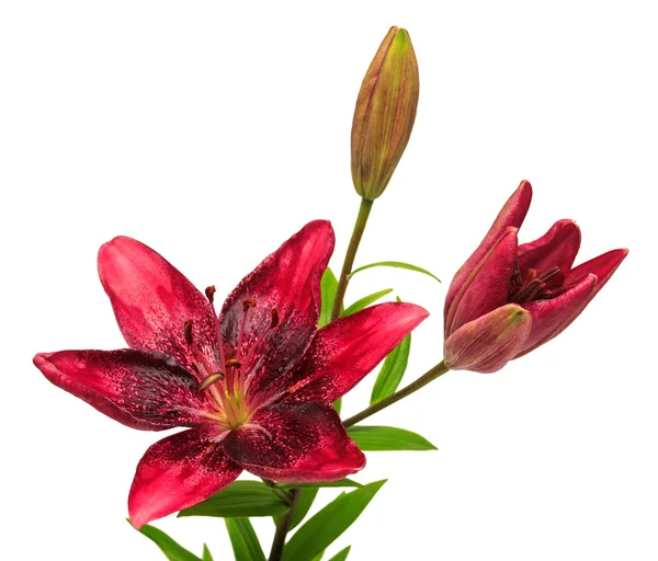 Vacker lila blomma lily med knoppar — Stockfoto