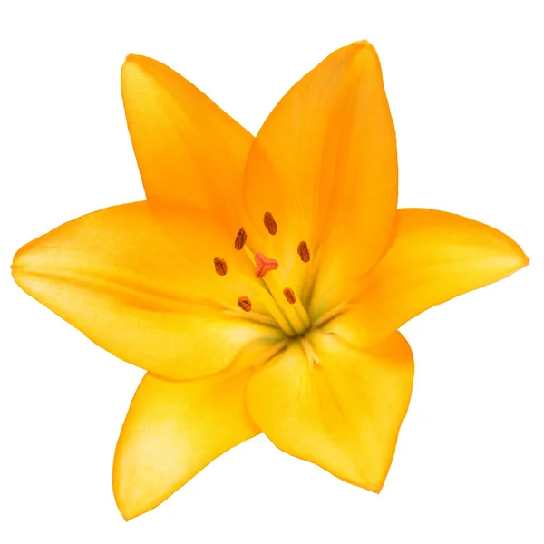Bellissimo giglio fiore giallo — Foto Stock
