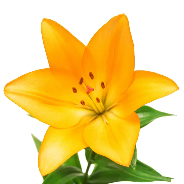 Vackra lily blomma gul — Stockfoto