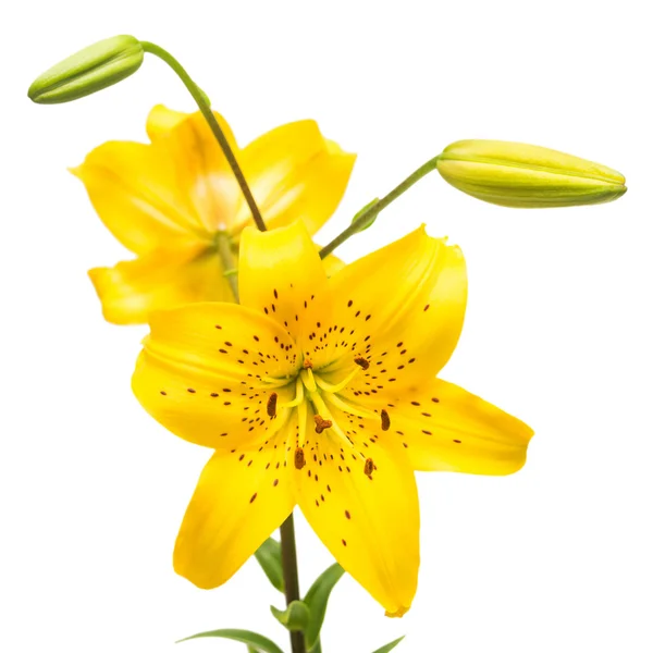 Fiori di giglio giallo — Foto Stock