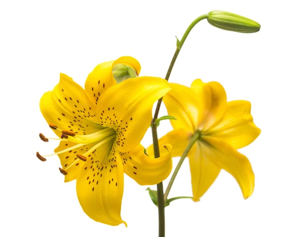 Žlutá lilie květiny — Stock fotografie