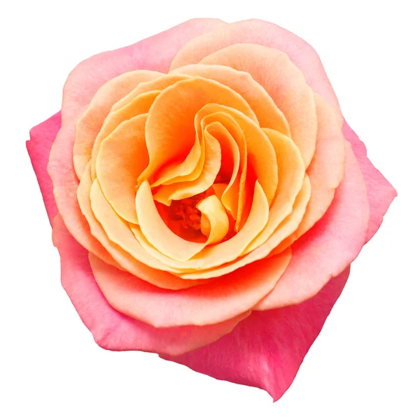 Schöne Rose isoliert — Stockfoto