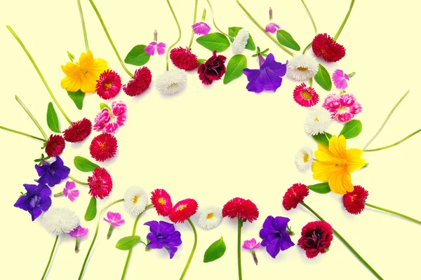 ดอกไม้ ดอกคาร์เนชั่น และ มาร์กาเร็ต — ภาพถ่ายสต็อก