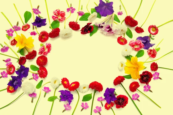 ดอกไม้ ดอกคาร์เนชั่น และ มาร์กาเร็ต — ภาพถ่ายสต็อก