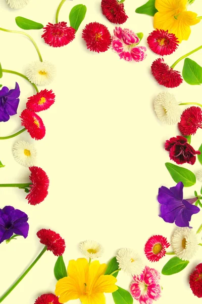 Çiçekler karanfil ve izole marguerite — Stok fotoğraf