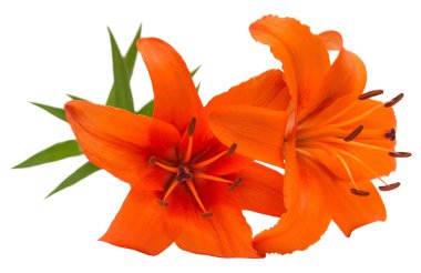 Turuncu lily flowerss