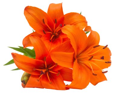 Turuncu lily flowerss