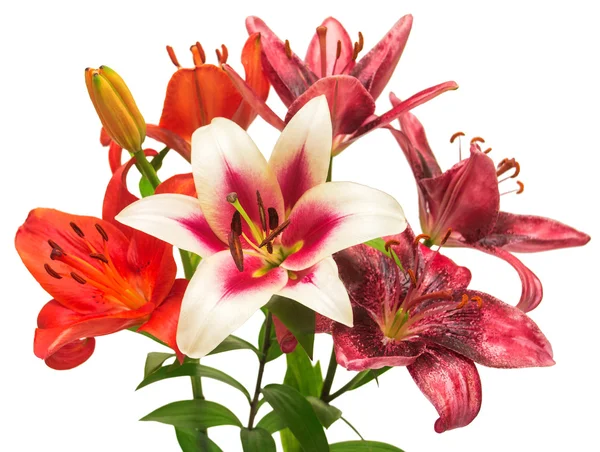 Lily çiçekler buket — Stok fotoğraf