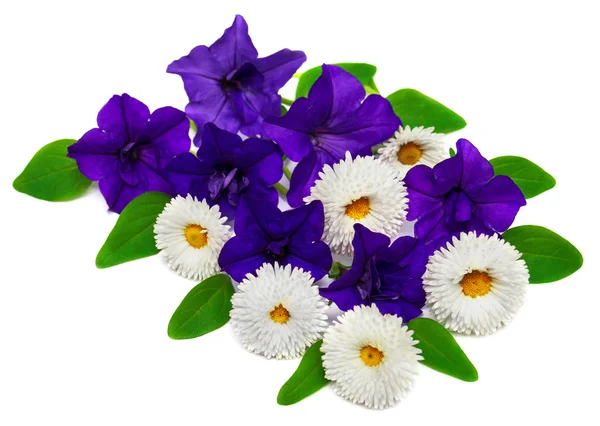 Květů Petúnie a sedmikrásky — Stock fotografie