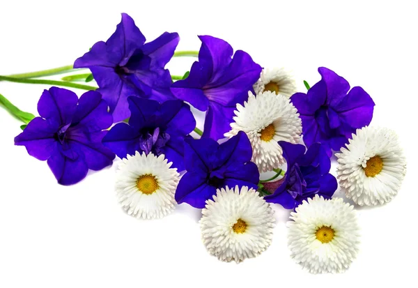 Flores de petunias y margaritas — Foto de Stock