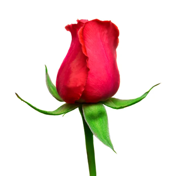 Piękny czerwony kwiat róży — Zdjęcie stockowe