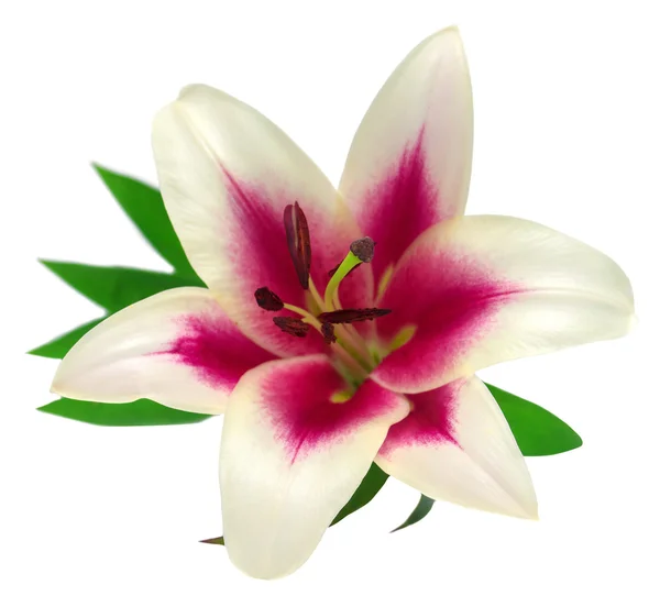 Beautiful pink lily flowers — Stock Photo, Image