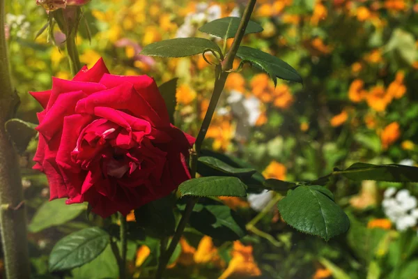 Linda flor vintage rosa — Fotografia de Stock