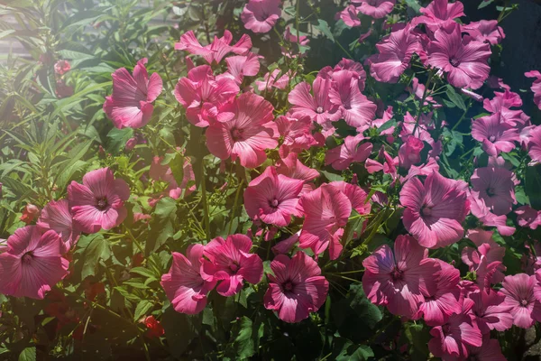 Vintage ροζ λουλούδια — Φωτογραφία Αρχείου