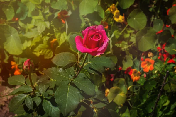 Schöne rosa Vintage Blume — Stockfoto