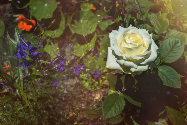 Linda flor de rosa branca vintage — Fotografia de Stock