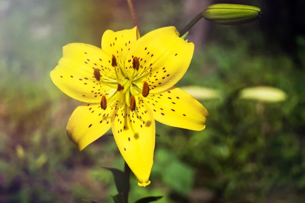 Красивый желтый цветок лилии — стоковое фото