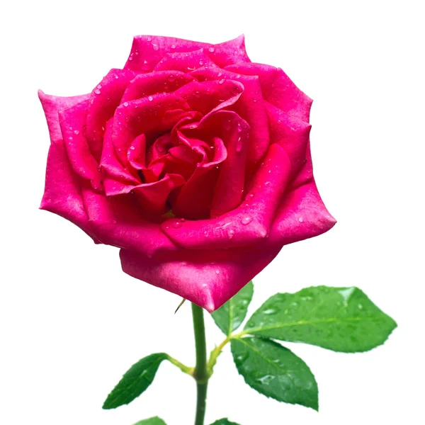 美丽的粉红色玫瑰花 — 图库照片