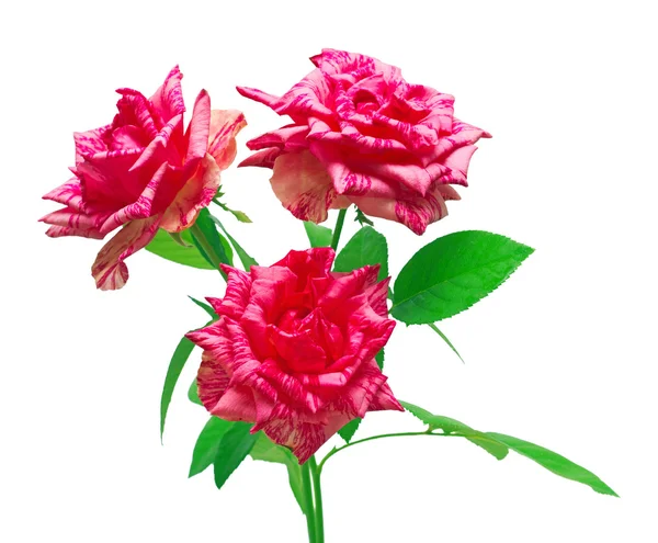 Schöner Strauß Rosen — Stockfoto