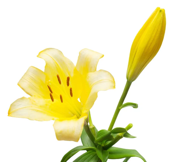 Όμορφο κίτρινο κρίνος λουλούδι — Φωτογραφία Αρχείου