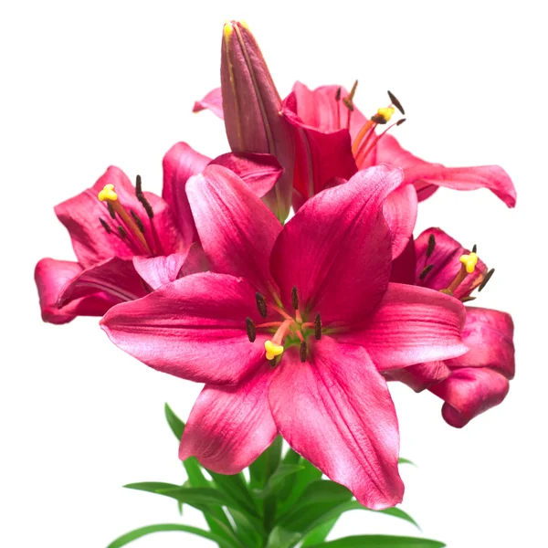 Lindas flores lírio rosa — Fotografia de Stock