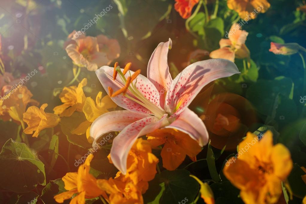 Beautiful pink vintage flower Stock Photo by ©FlowerStudio 123338178