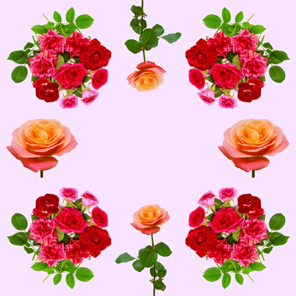 Coleção rosa flores — Fotografia de Stock