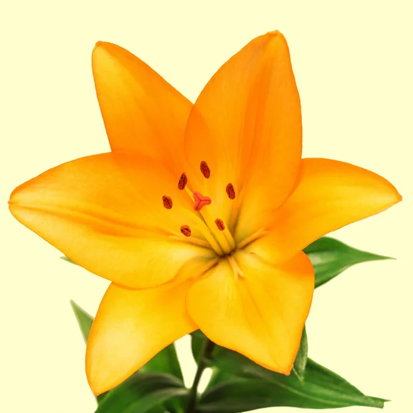 Schöne Lilienblüte — Stockfoto