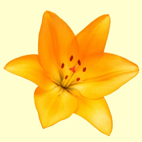 Güzel Zambak çiçeği — Stok fotoğraf
