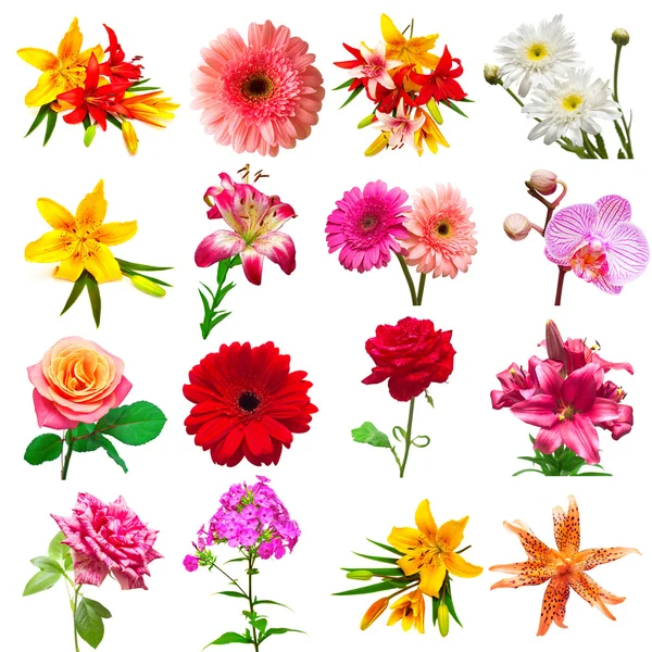 Zbiór pięknych kwiatów — Zdjęcie stockowe
