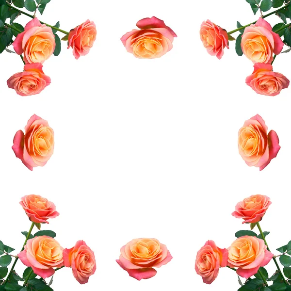 Coleção rosa flores — Fotografia de Stock