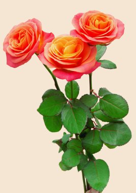 Güzel bir buket gül