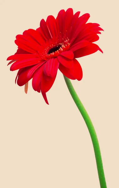 Bir kırmızı gerbera — Stok fotoğraf