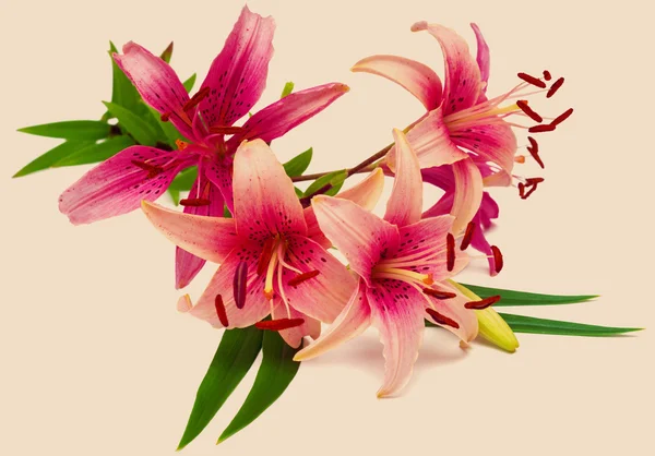 ดอกลิลลี่สีชมพูสวยงาม — ภาพถ่ายสต็อก