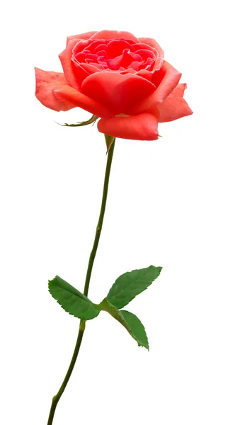 Schöne Blume rote Rose — Stockfoto