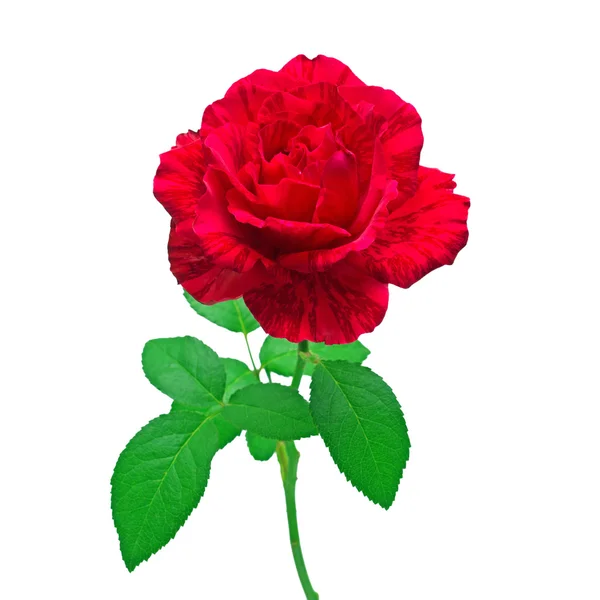 Schöne Blume rote Rose — Stockfoto